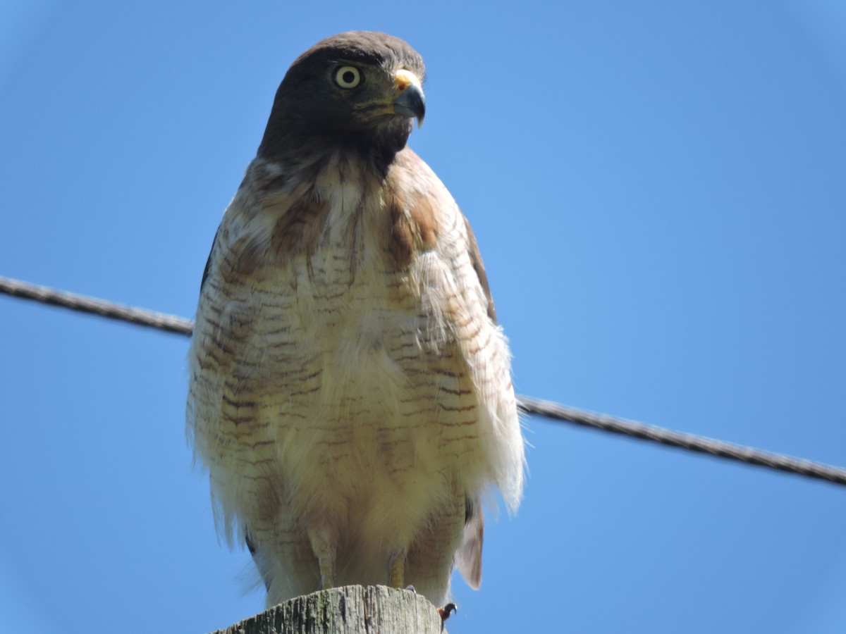 Roadside Hawk - ML648948941