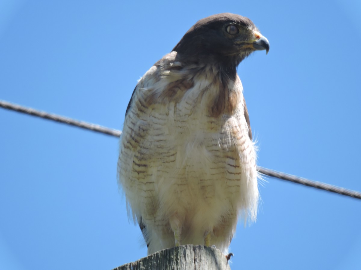Roadside Hawk - ML648948942