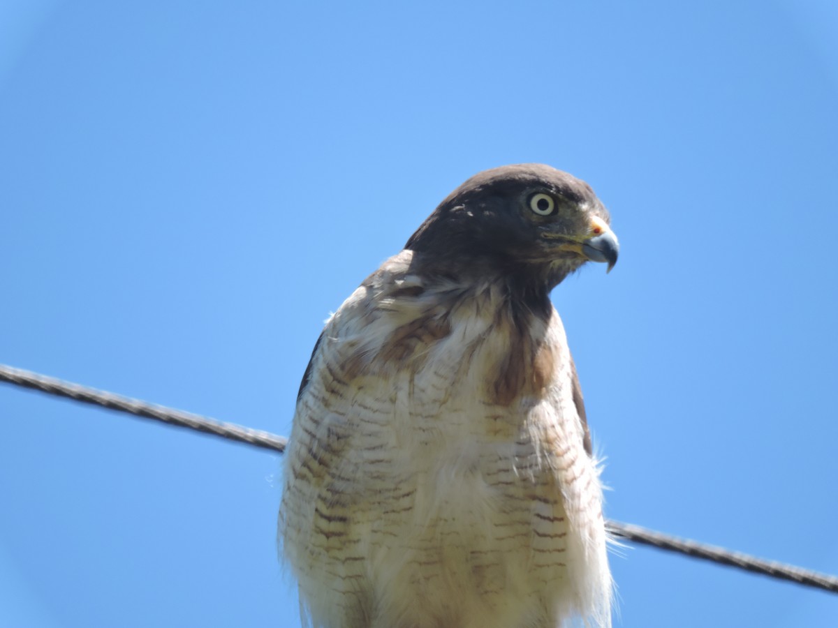 Roadside Hawk - ML648948943
