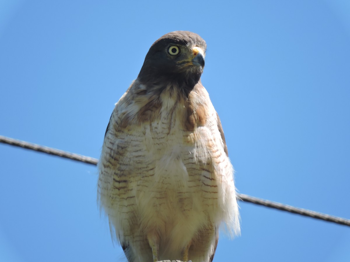 Roadside Hawk - ML648948944
