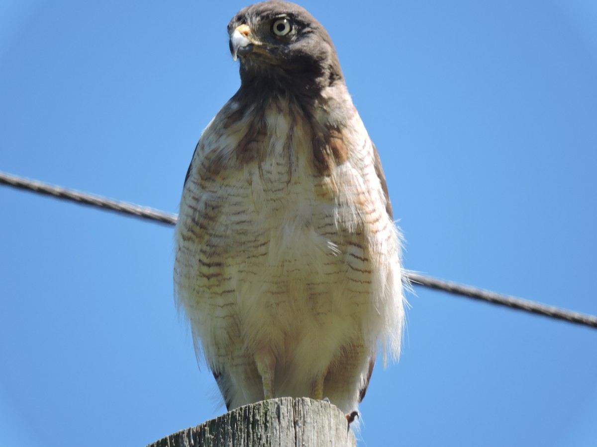 Roadside Hawk - ML648948945