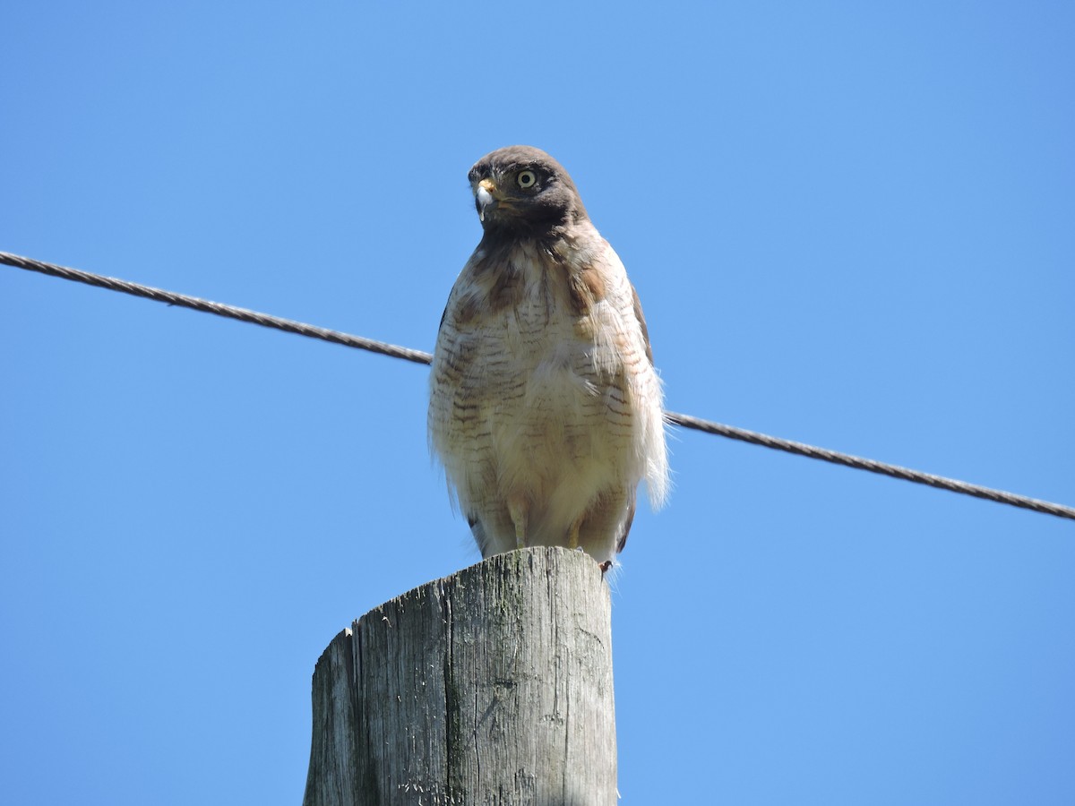 Roadside Hawk - ML648948946