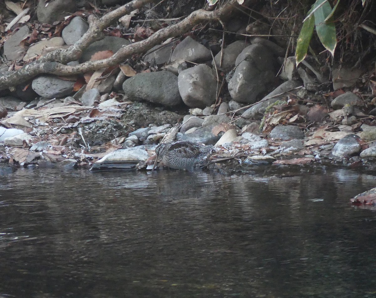 孤田鷸 - ML648948949