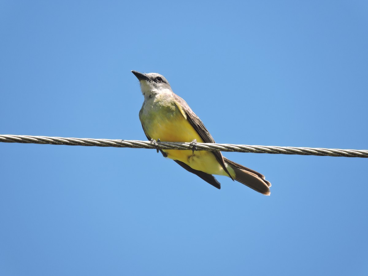Tropical Kingbird - ML648949012