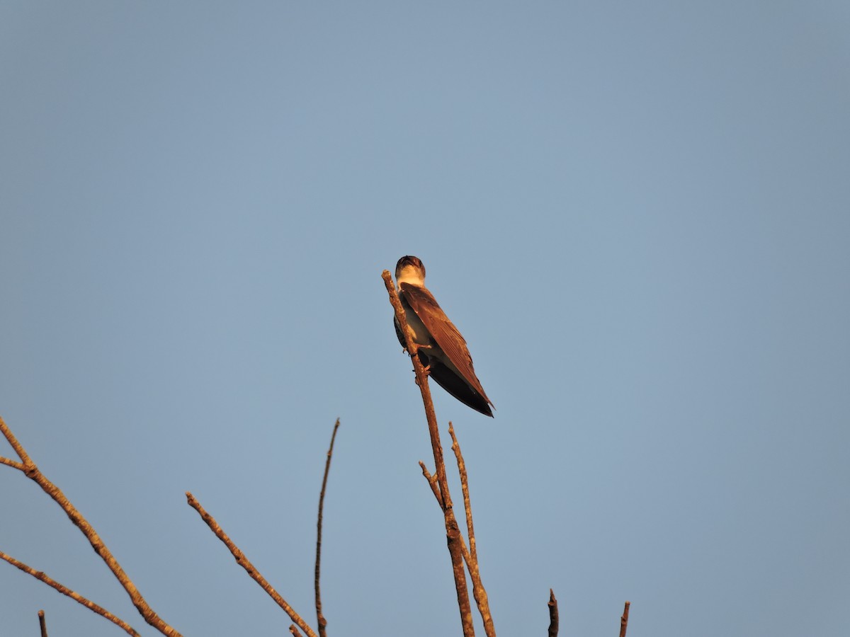 Brown-chested Martin - ML648949032