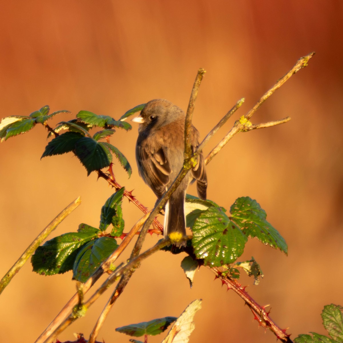 Dark-eyed Junco - ML648949573