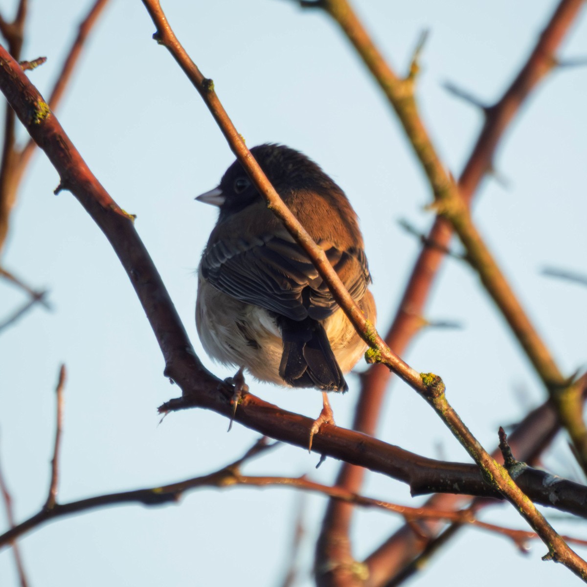 Dark-eyed Junco - ML648949574