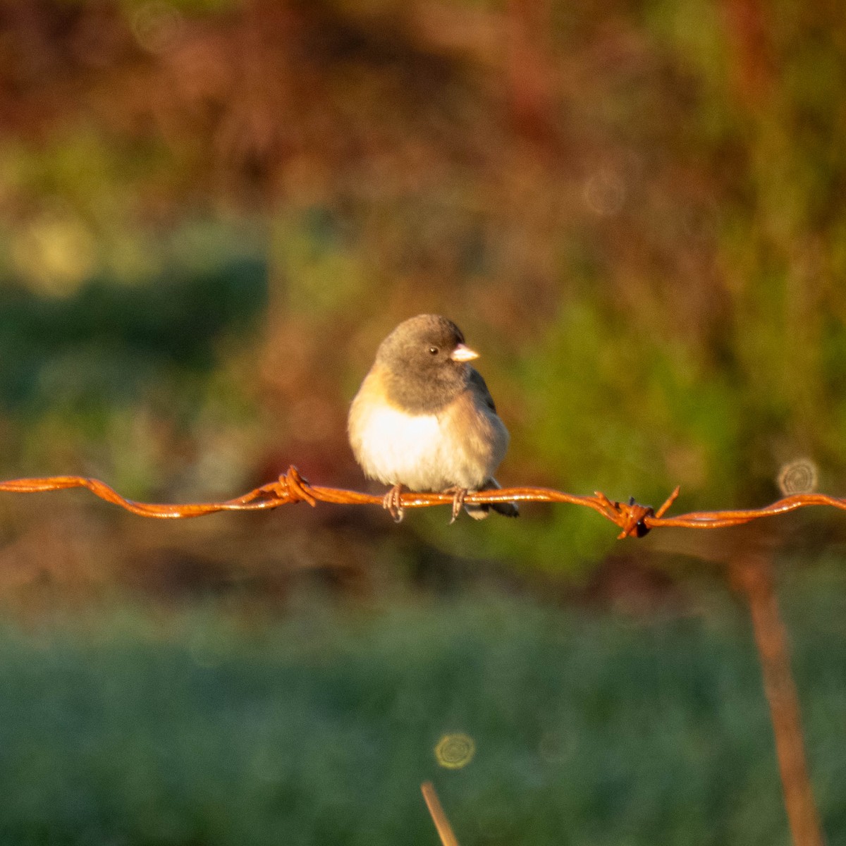 Dark-eyed Junco - ML648949575