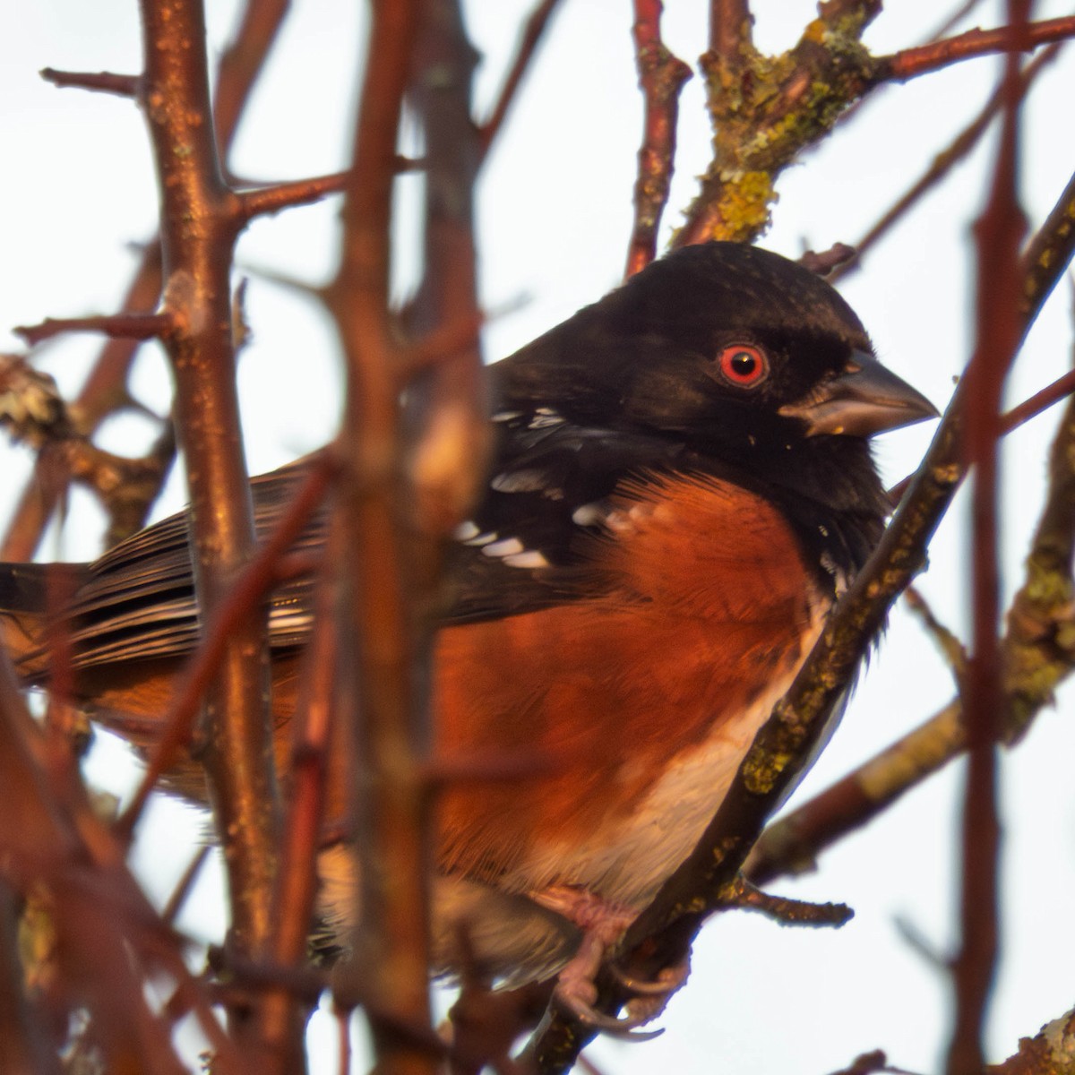 Spotted Towhee - ML648949579