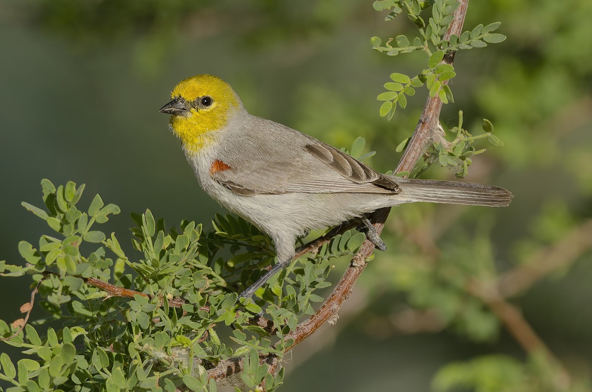 moudivláček žlutohlavý - ML648949605