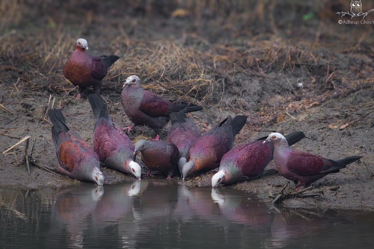 Pale-capped Pigeon - Adhirup Ghosh