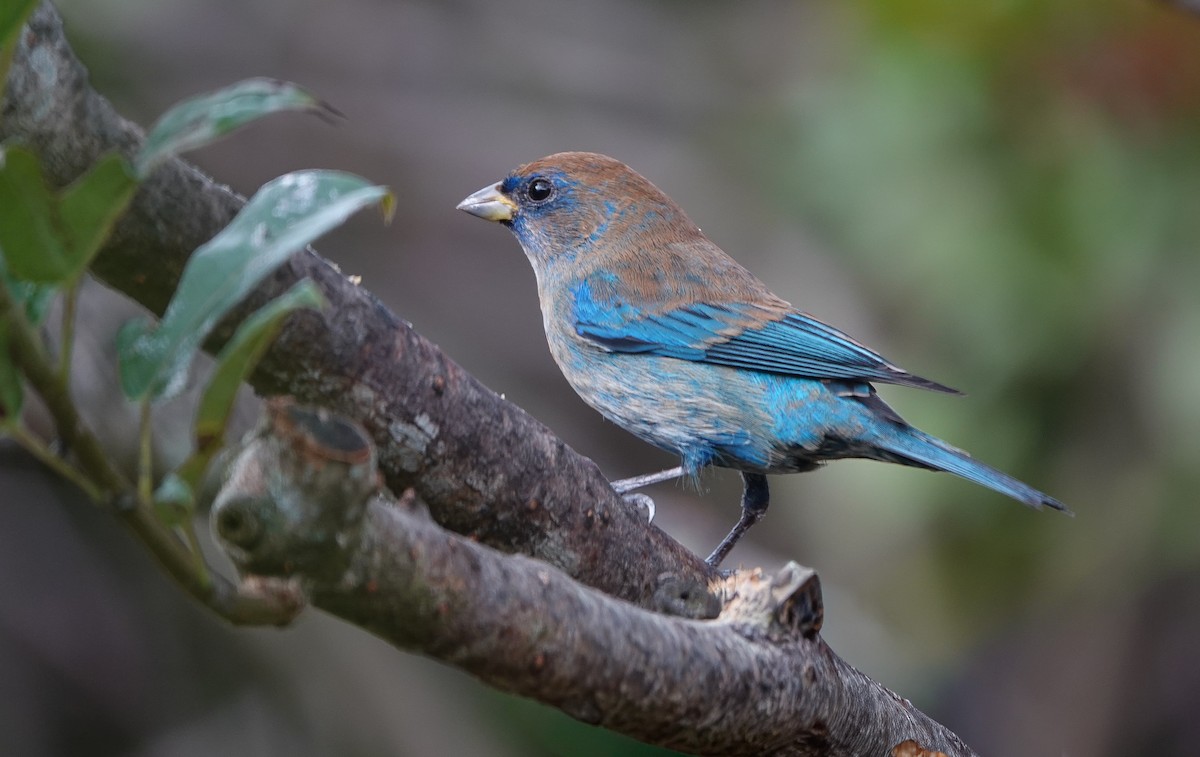 Indigo Bunting - ML648949792