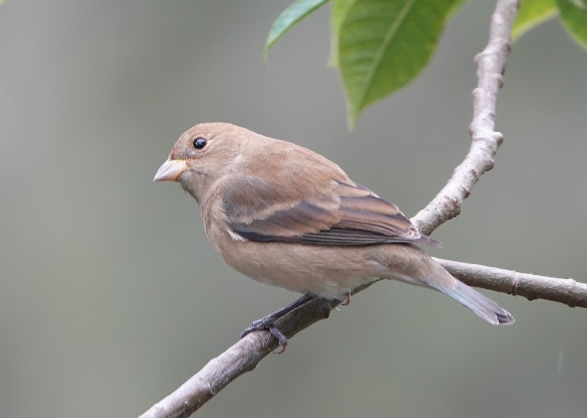 Indigo Bunting - ML648949796