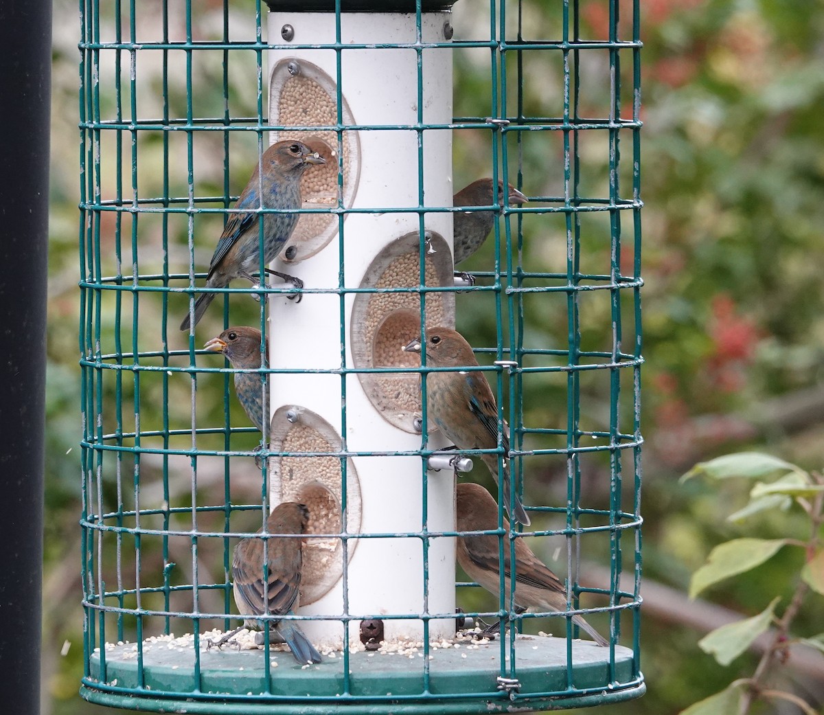 Indigo Bunting - ML648949800