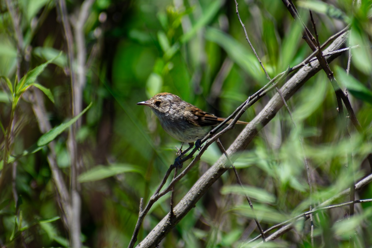Fulvous-crowned Scrub-Tyrant - ML648949830