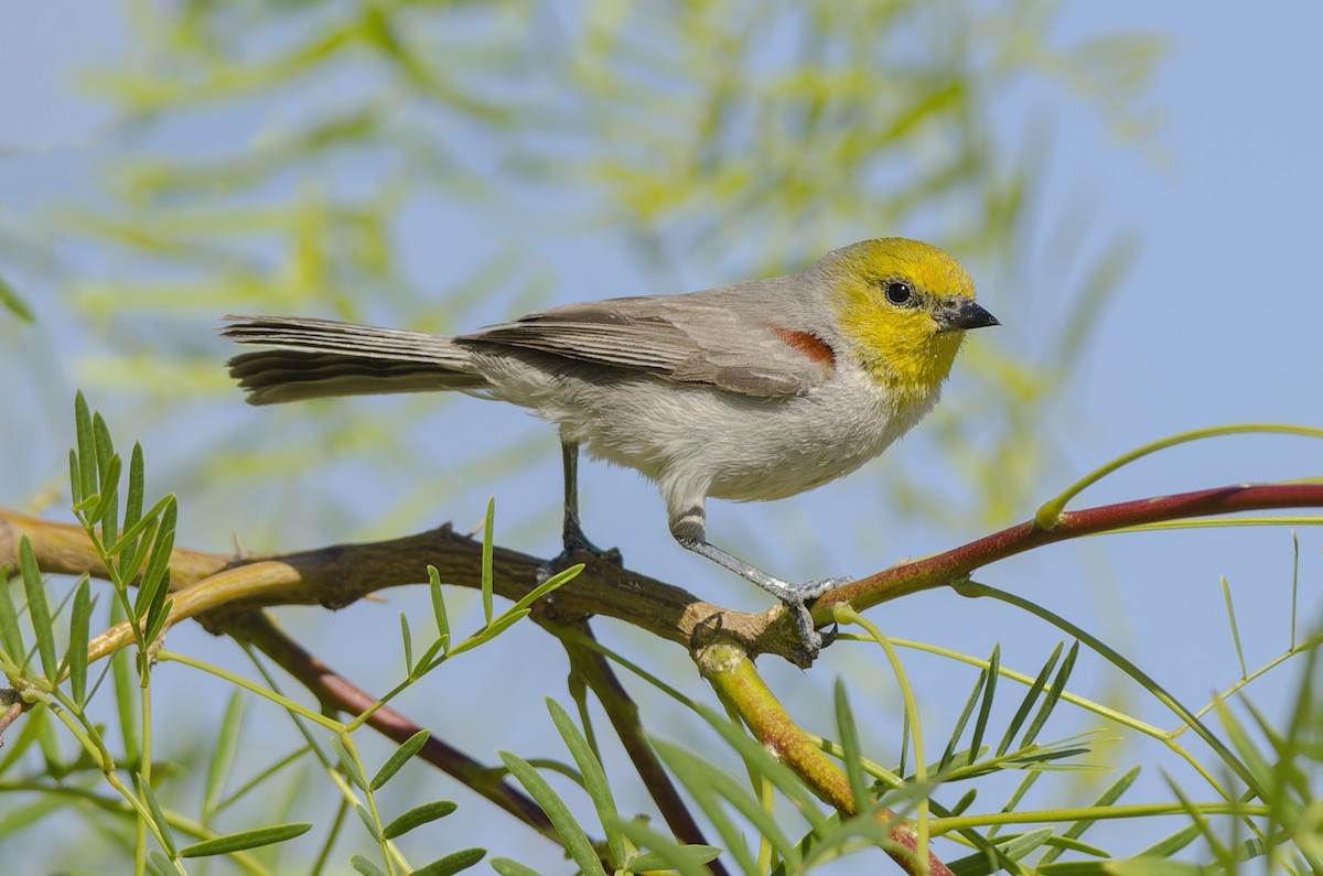 moudivláček žlutohlavý - ML648950105