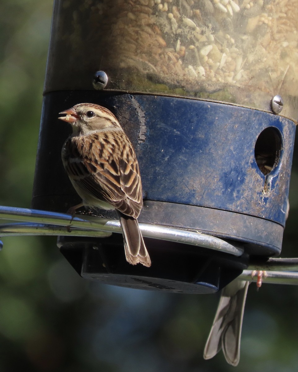 Chipping Sparrow - ML648950150