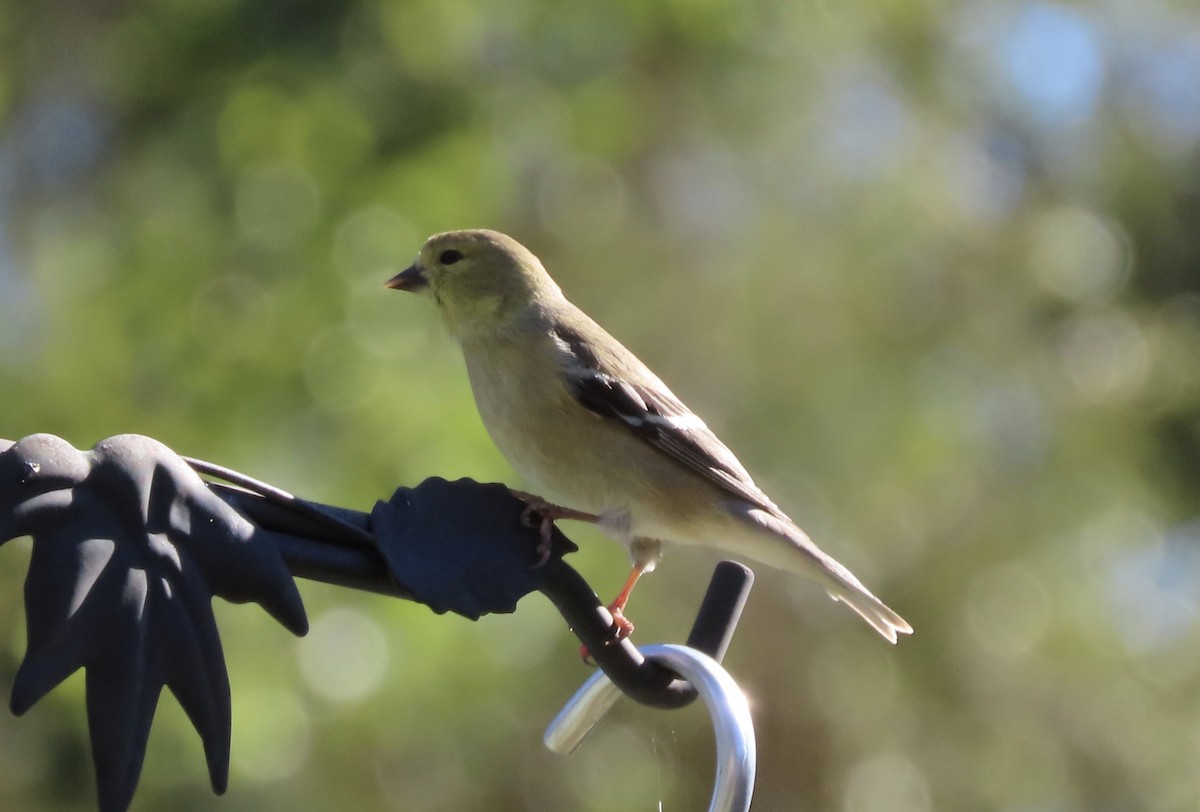 American Goldfinch - ML648950166