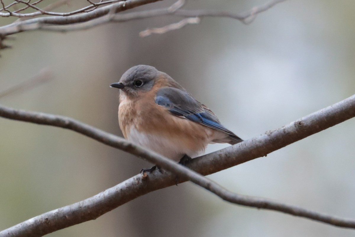 Eastern Bluebird - ML648950178