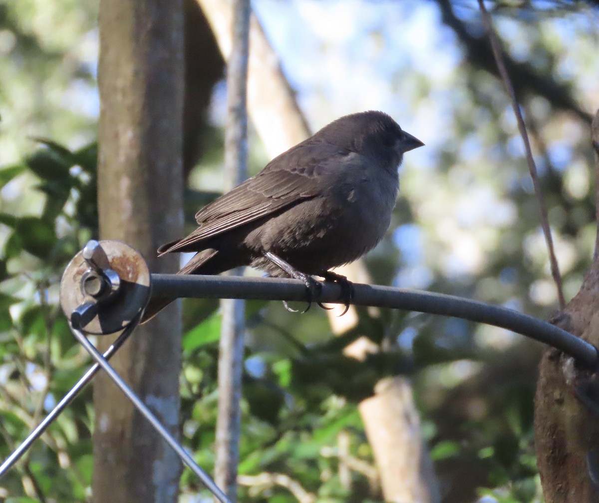 Brown-headed Cowbird - ML648950192