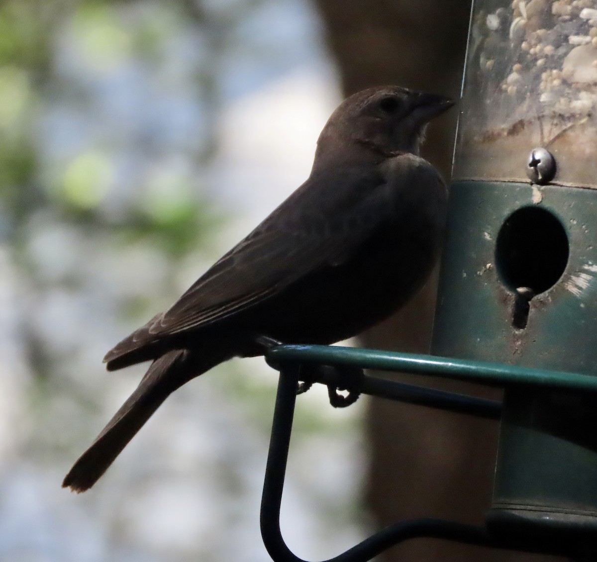 Brown-headed Cowbird - ML648950193