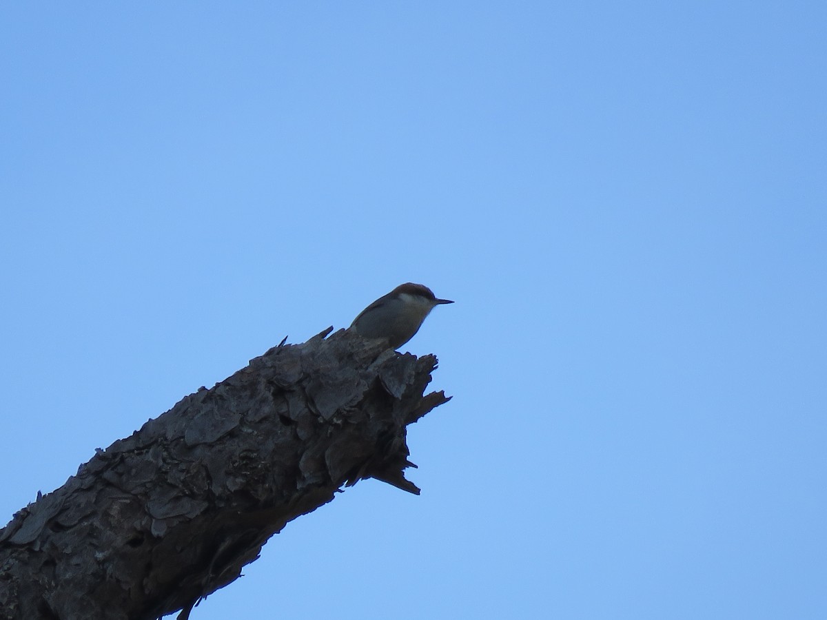 Boz Başlı Sıvacı - ML648950228