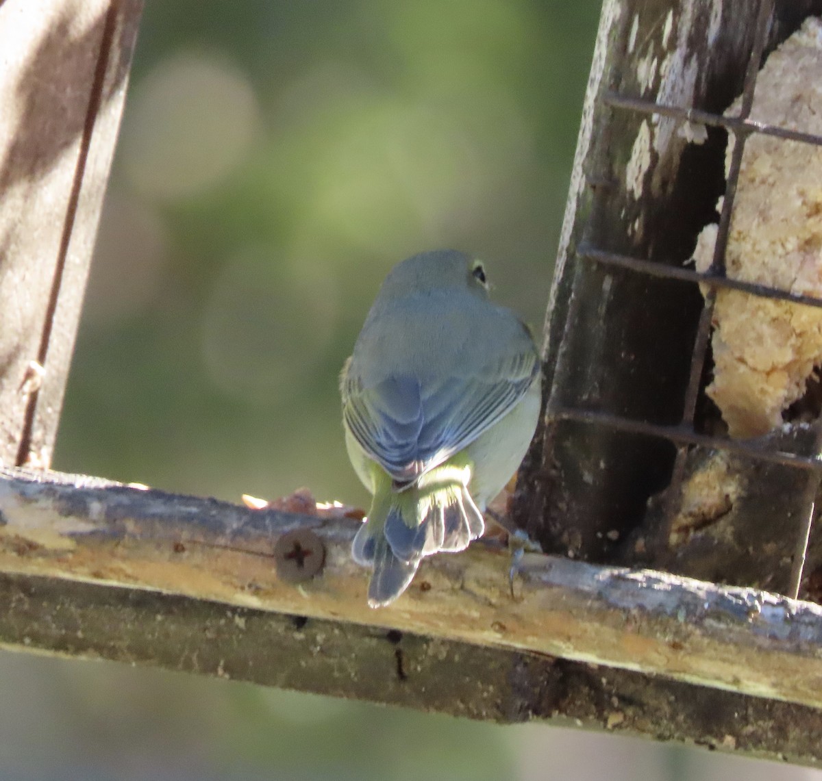 Orange-crowned Warbler - ML648950235