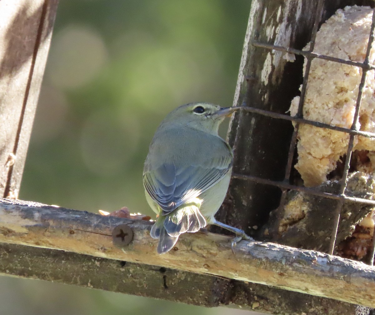 Orange-crowned Warbler - ML648950237