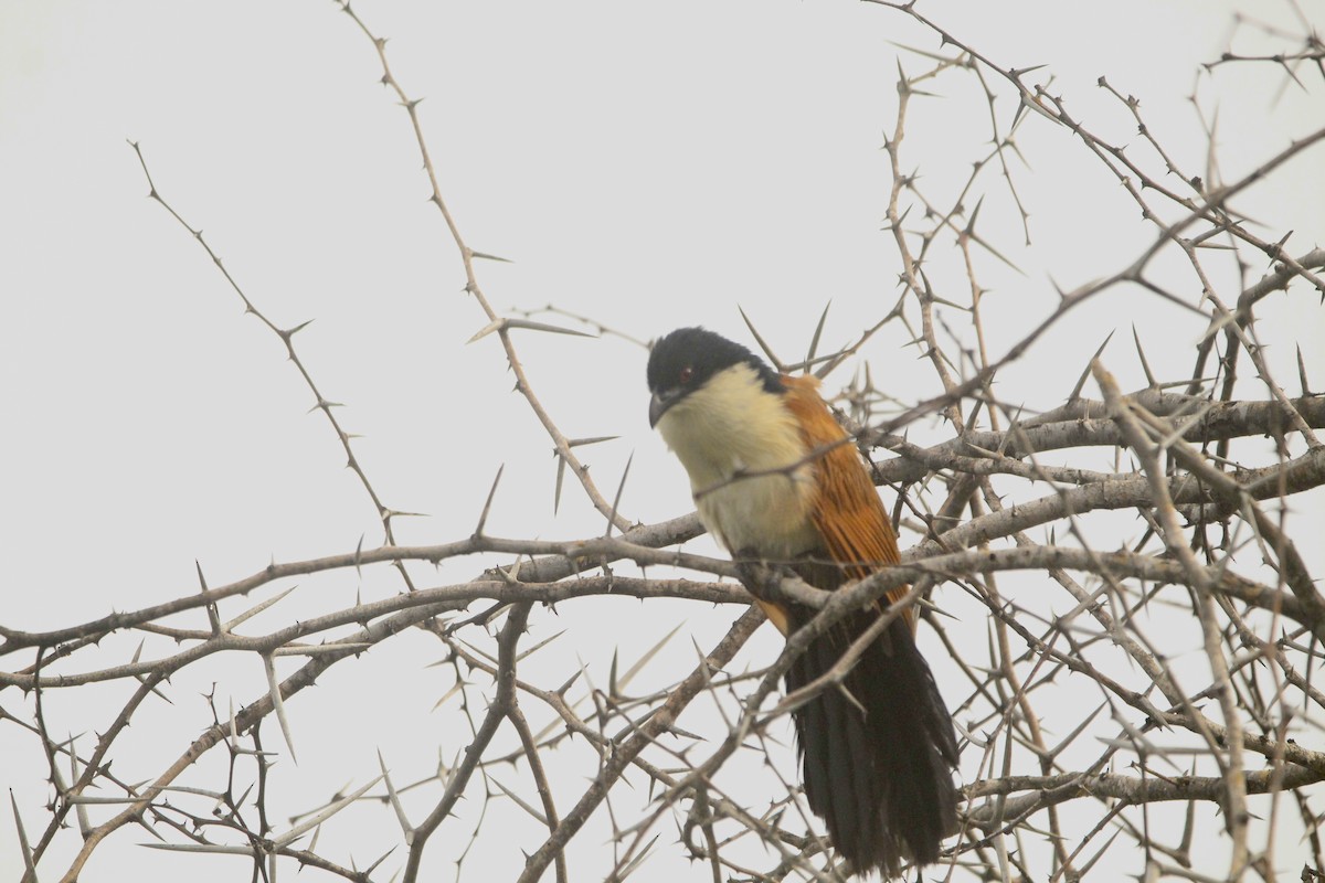 Burchell Kukalı - ML648950241