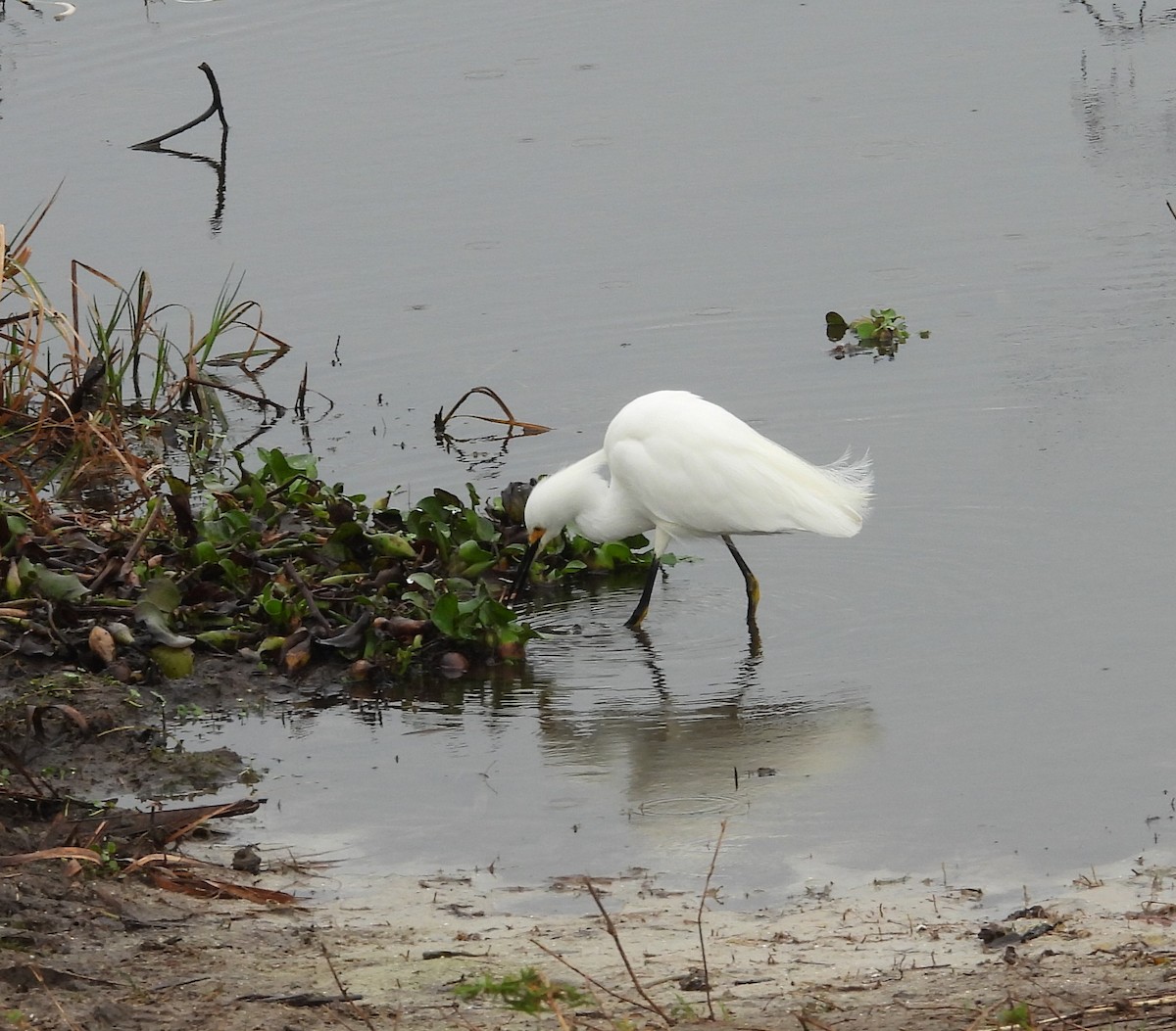 Snowy Egret - ML648950284