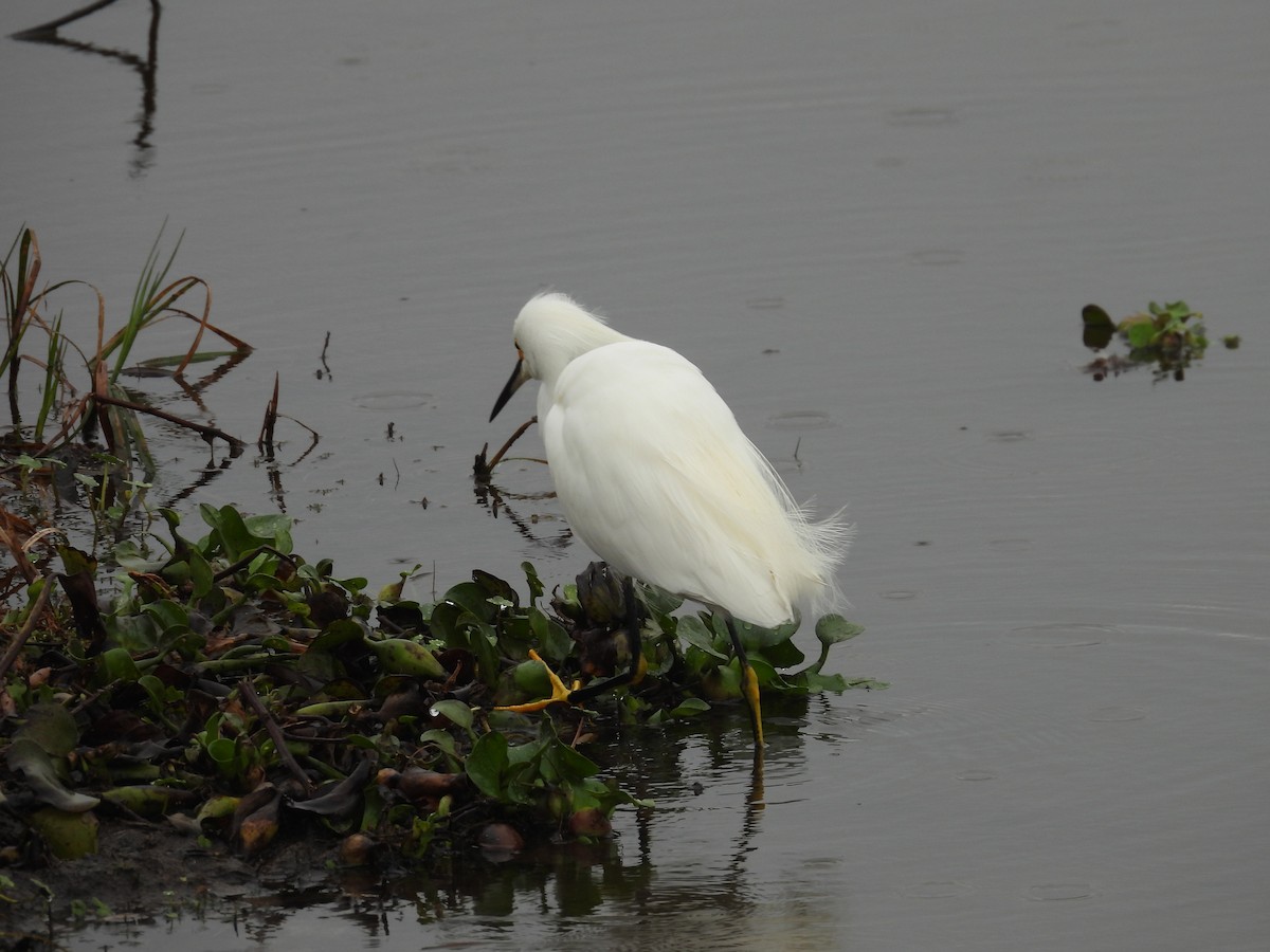Snowy Egret - ML648950285