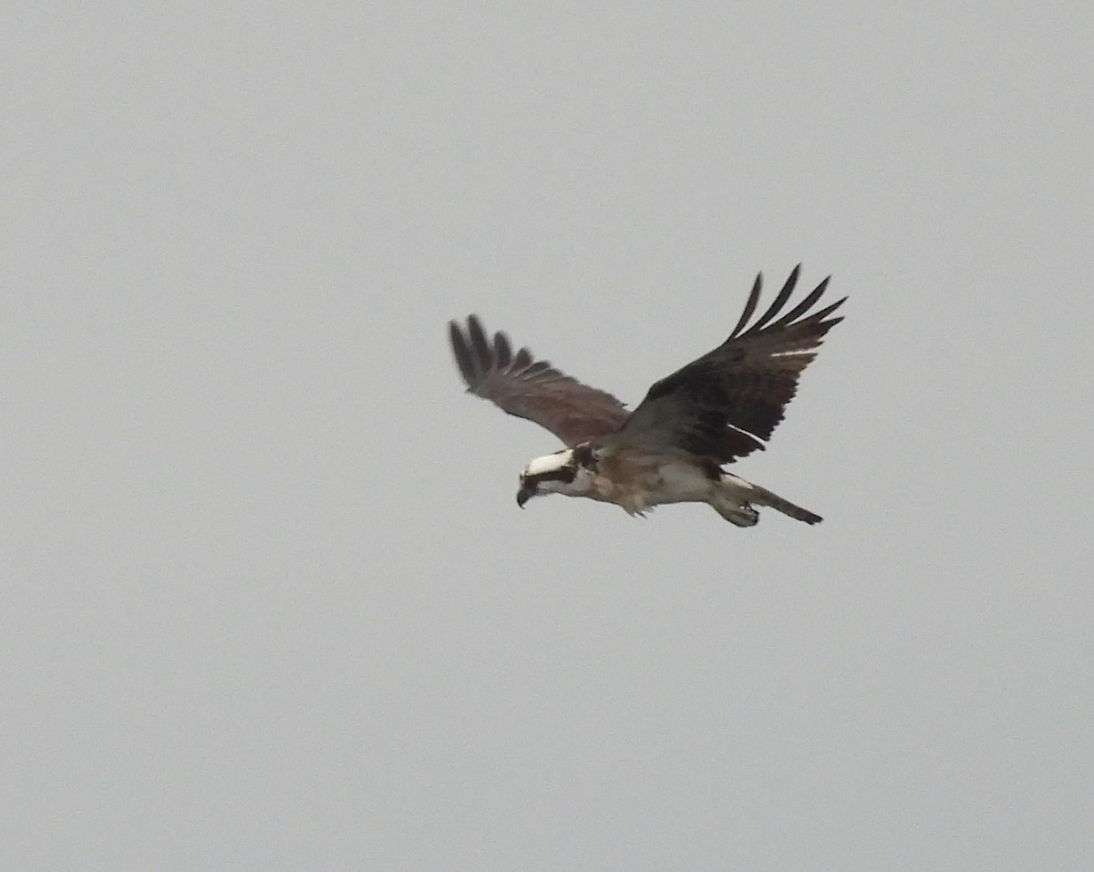 Osprey - ML648950327