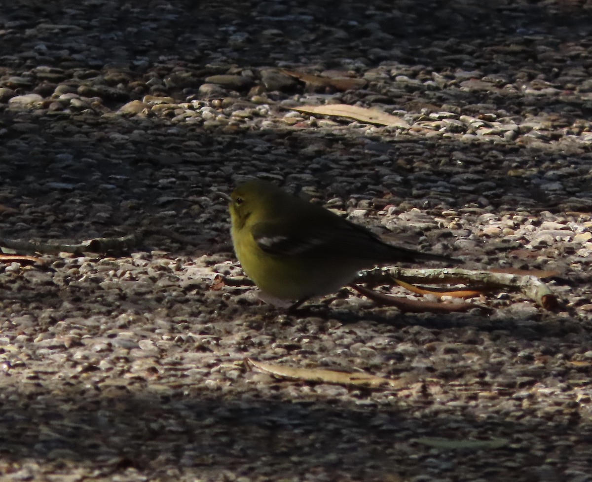 Pine Warbler - ML648950328