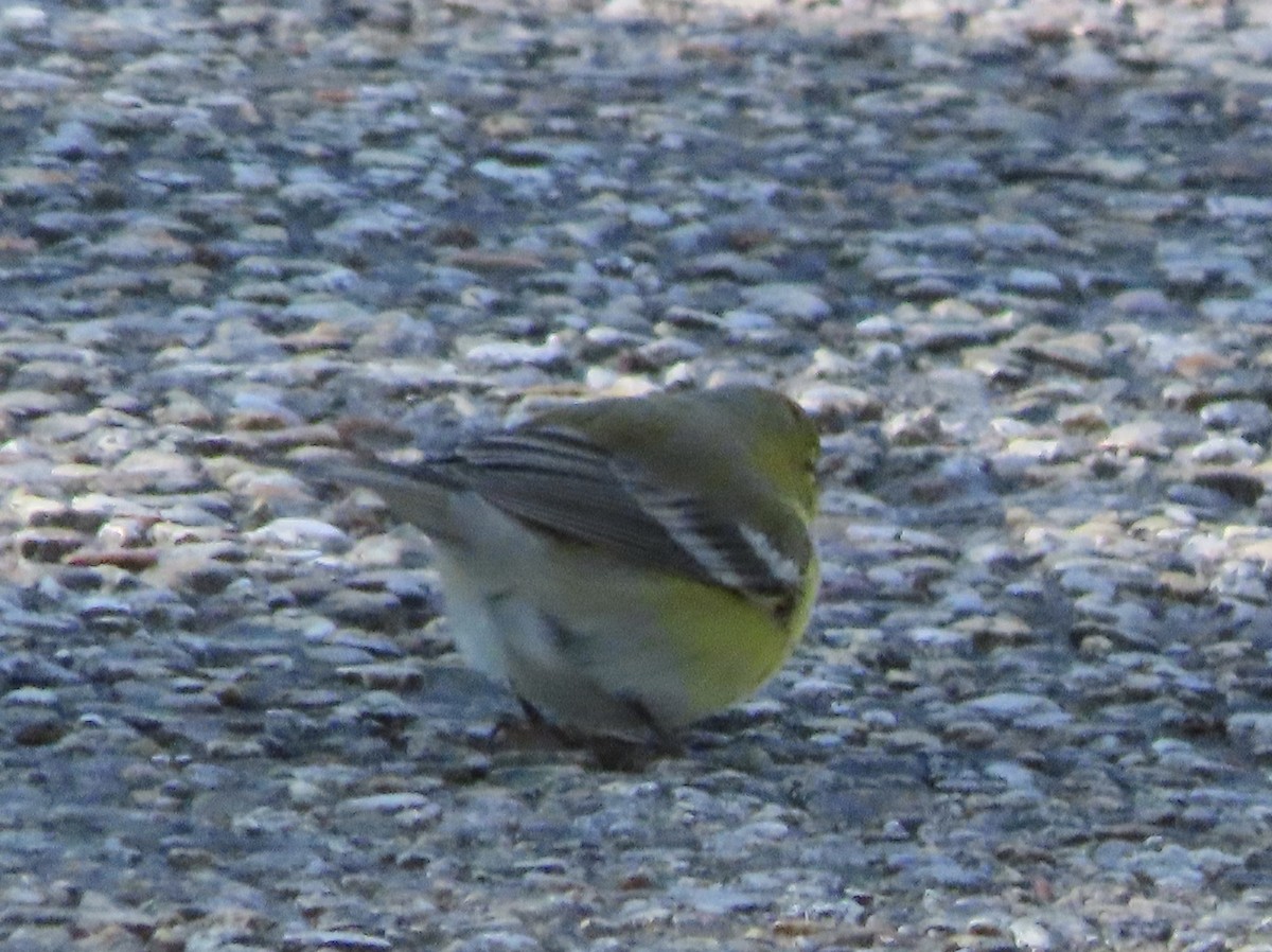 Pine Warbler - ML648950329