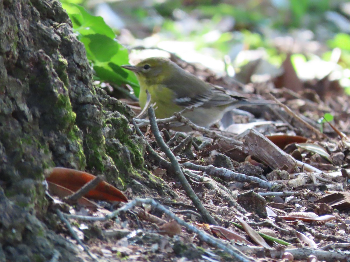 Pine Warbler - ML648950331