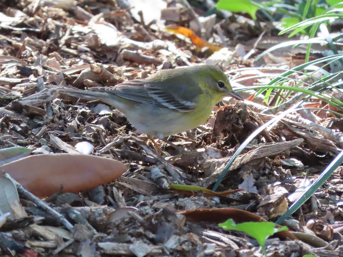 Pine Warbler - ML648950332