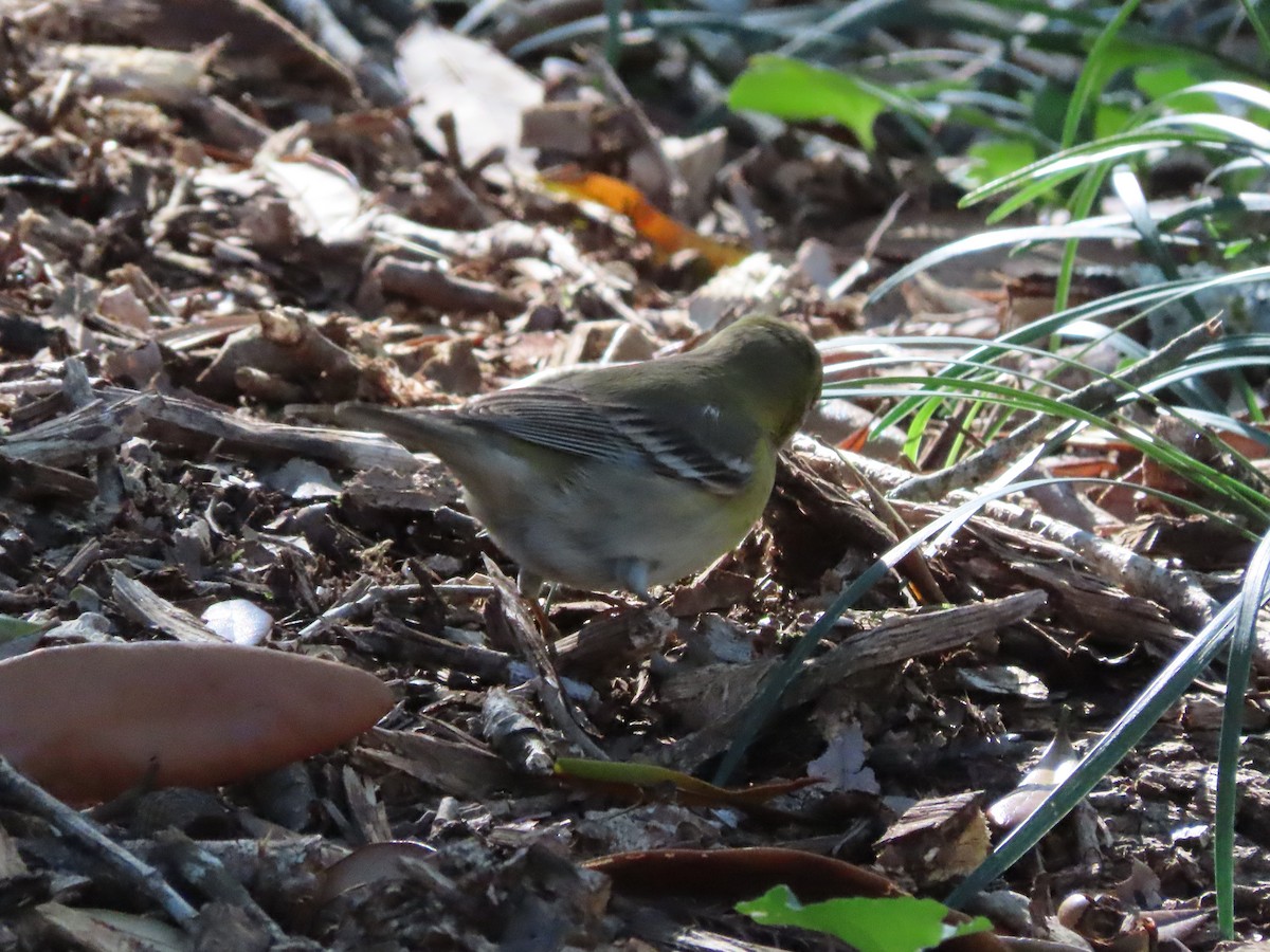 Pine Warbler - ML648950333