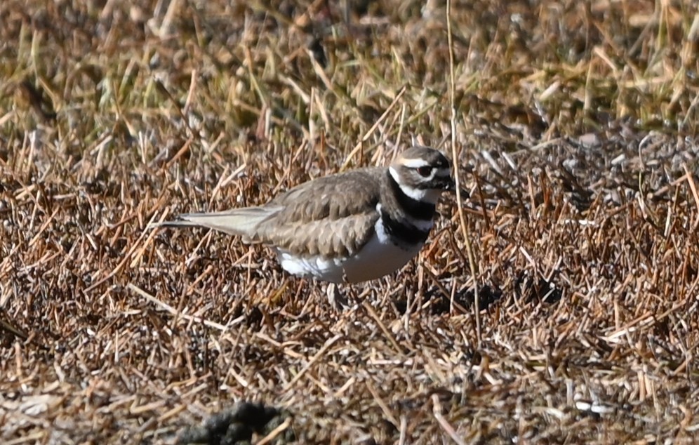 Chorlitejo Culirrojo - ML648950365