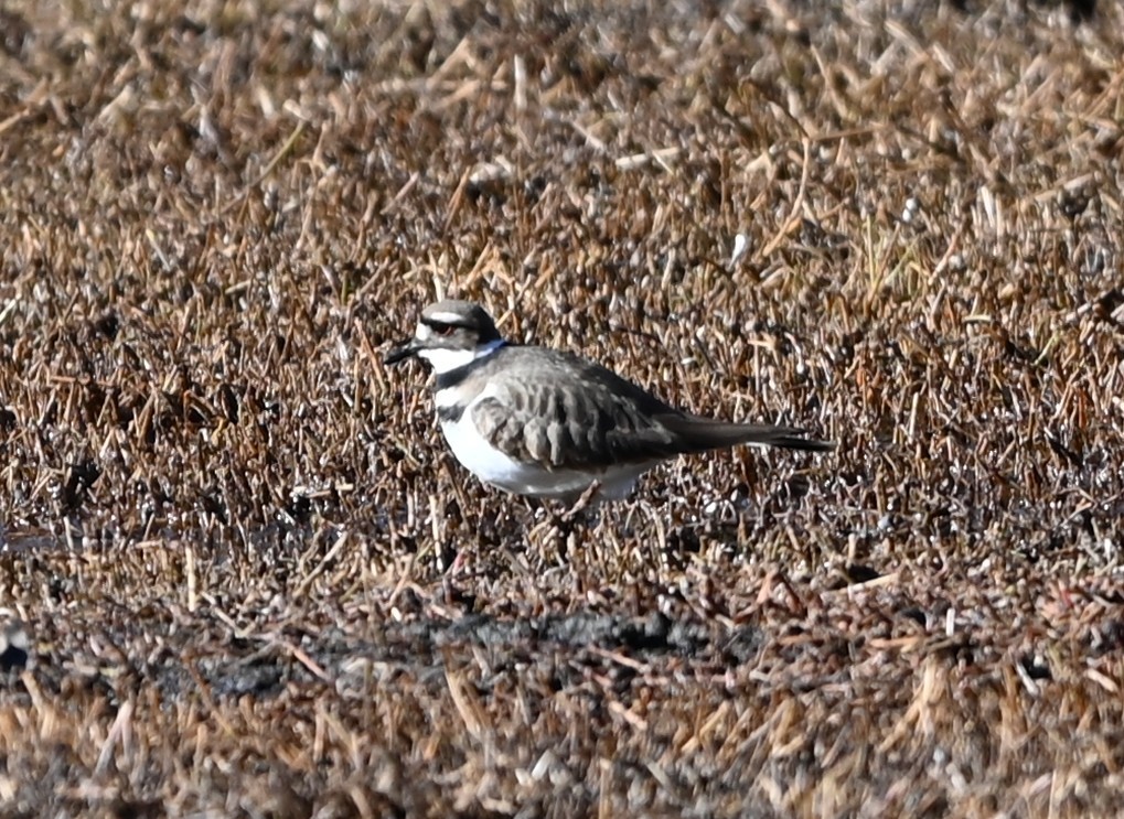 Chorlitejo Culirrojo - ML648950369