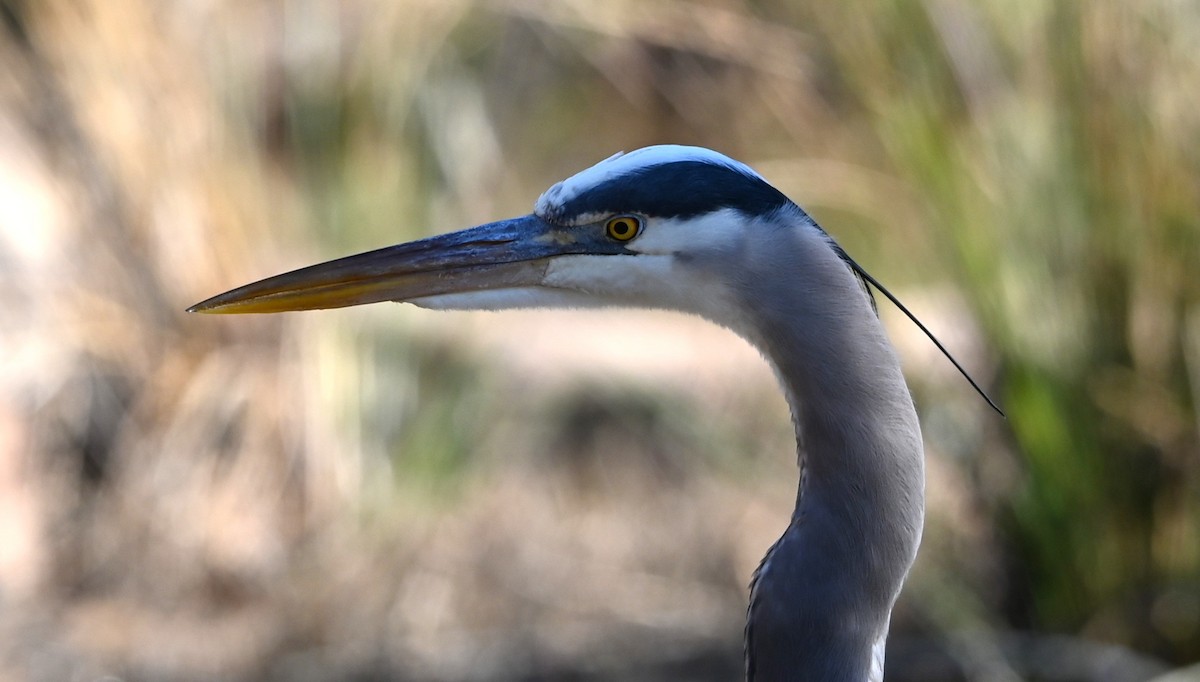 Garza Azulada - ML648950375