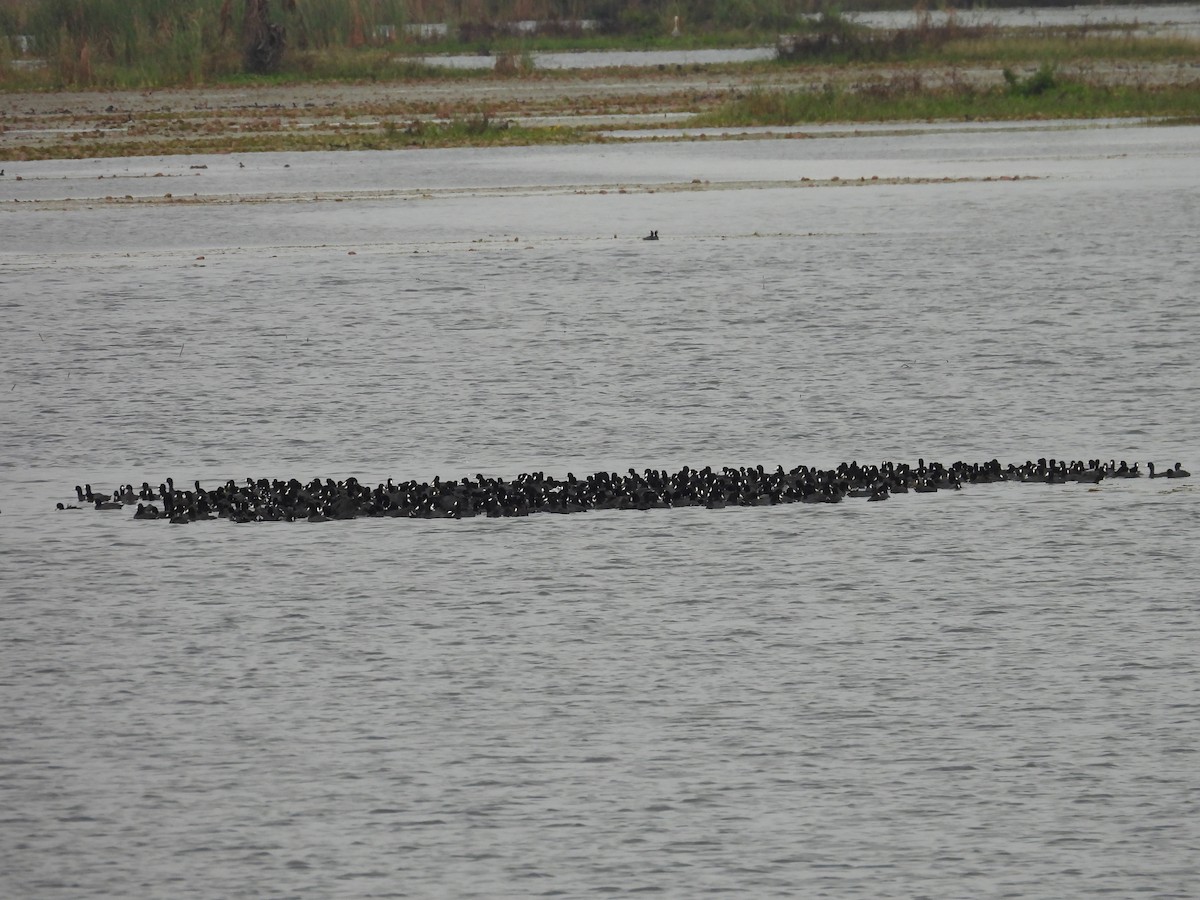 American Coot - ML648950377