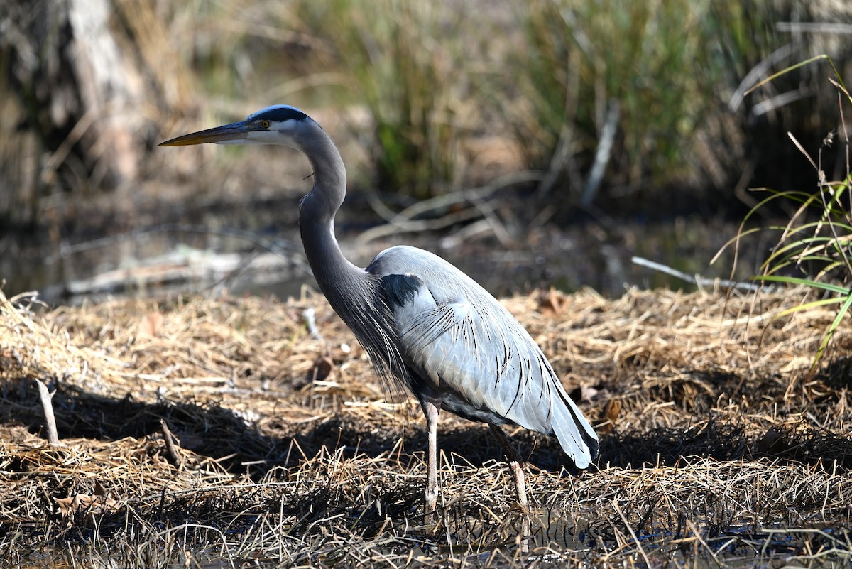 Garza Azulada - ML648950381