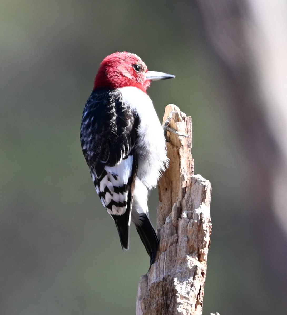 Carpintero Cabecirrojo - ML648950397