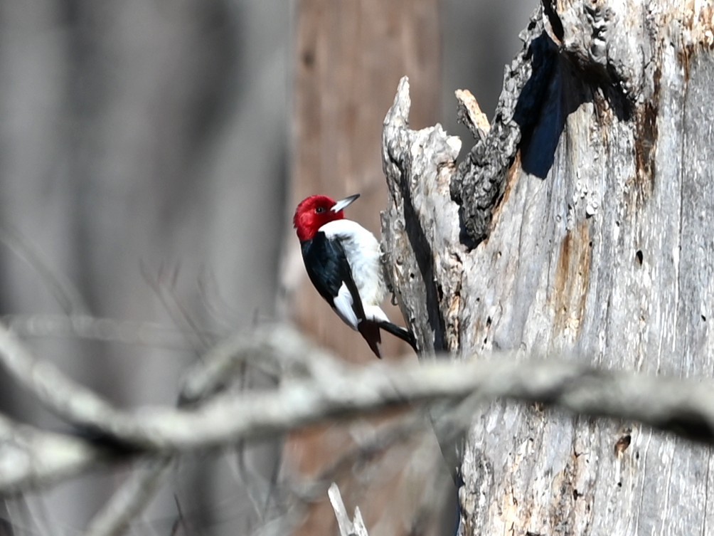 Carpintero Cabecirrojo - ML648950400