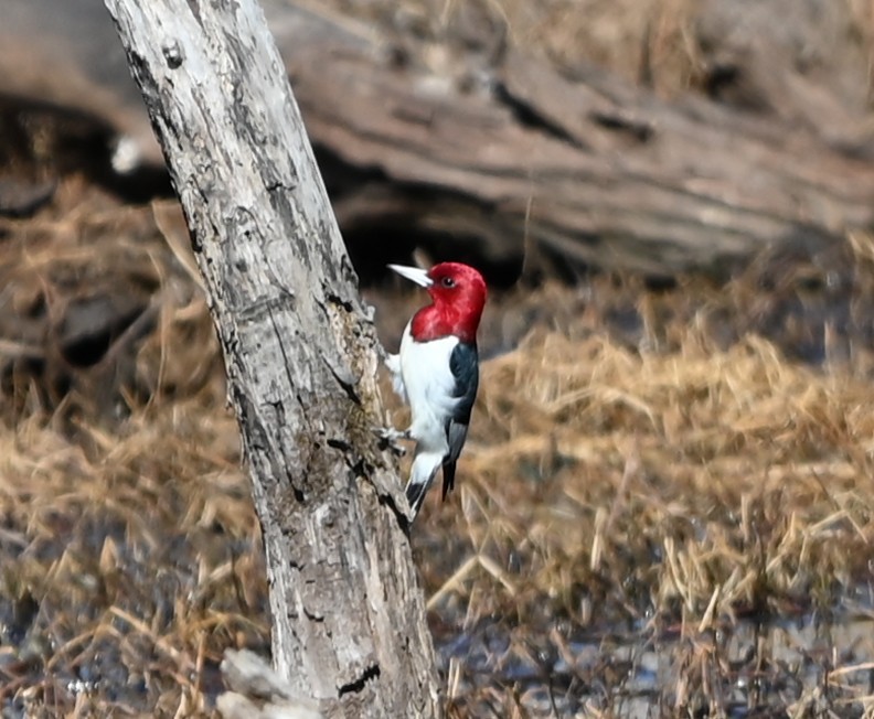 Carpintero Cabecirrojo - ML648950409