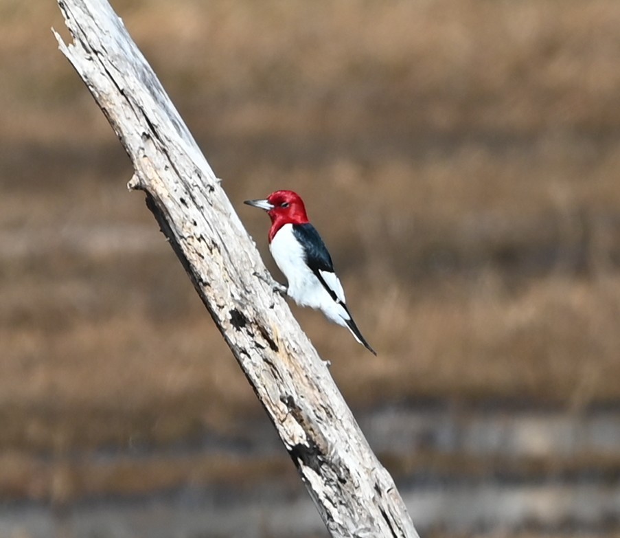 Carpintero Cabecirrojo - ML648950417