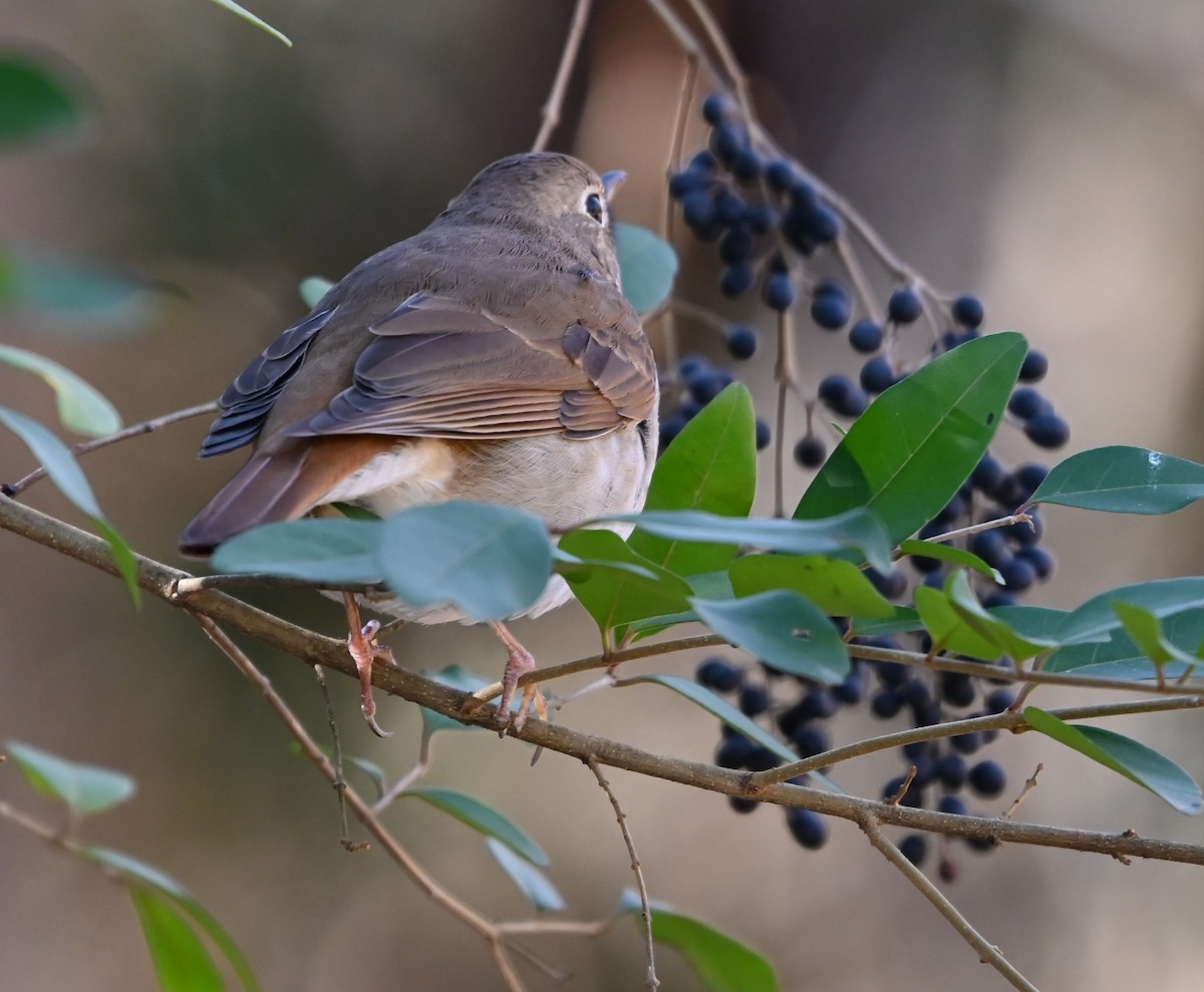 Hermit Thrush - ML648950465