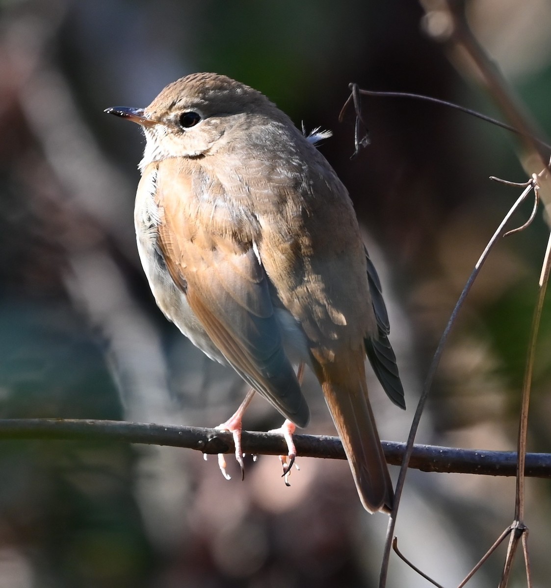 Hermit Thrush - ML648950470