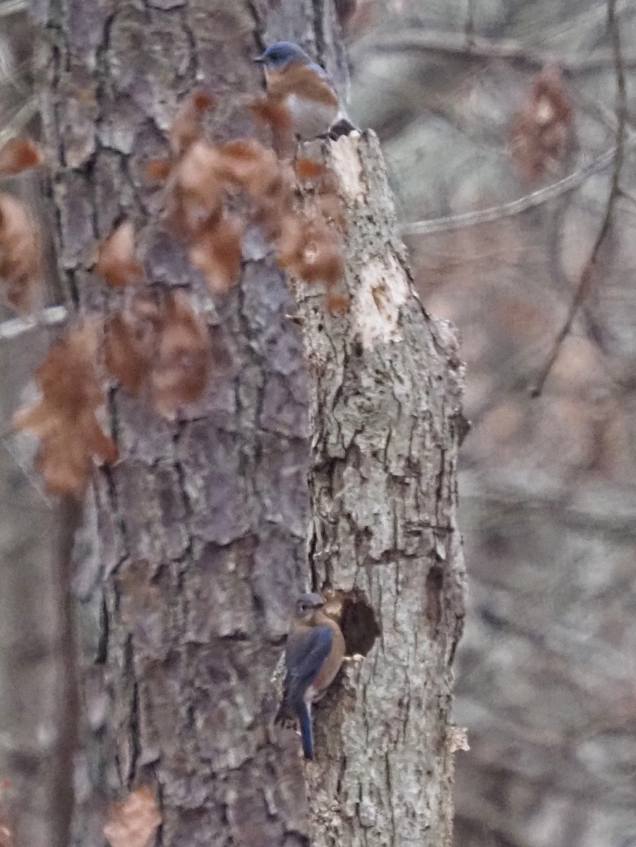 Eastern Bluebird - ML648950478