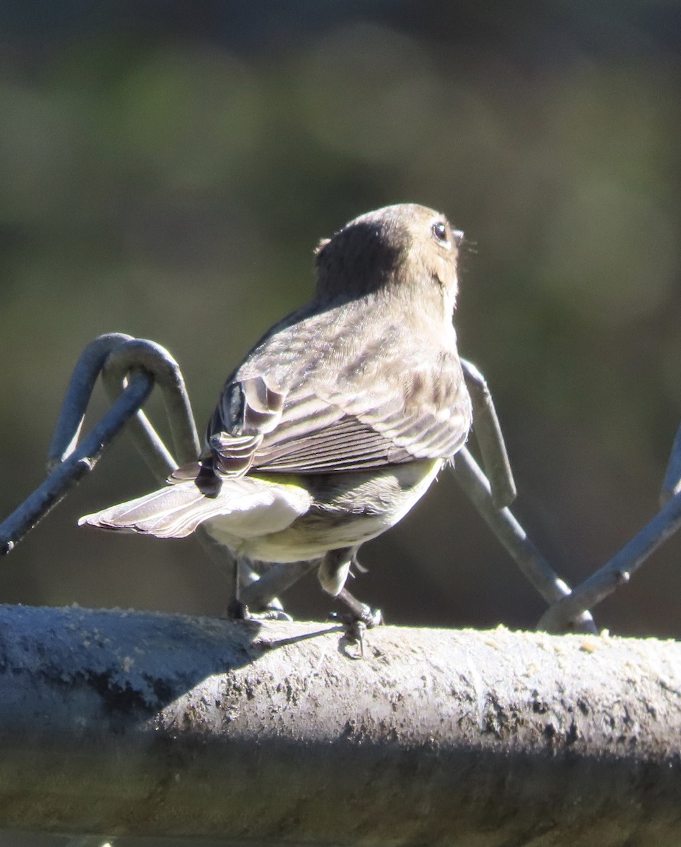Yellow-rumped Warbler (Myrtle) - ML648950484